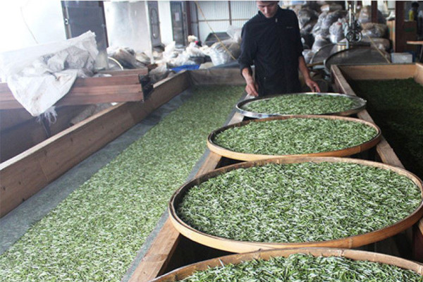 चार अर्बको चिया, कफी निर्यात: निर्यात अनुदान दिनुपर्ने उत्पादकको माग